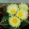 Заказать семена кактуса Astrophytum myriostigma var. nudum Заказать семена кактуса Astrophytum myriostigma var. nudum