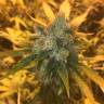 Sage n Sour feminised Ganja Seeds Купить семена конопли в России