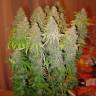 Семена марихуаны White Widow feminised Ganja Seeds