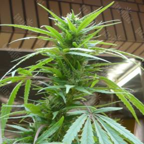 Purple Paro Valley feminised Mandala Seeds