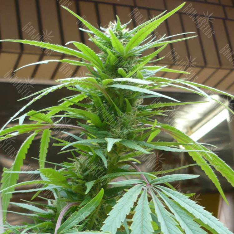 семена конопли аутдор Purple Paro Valley feminised Mandala Seeds