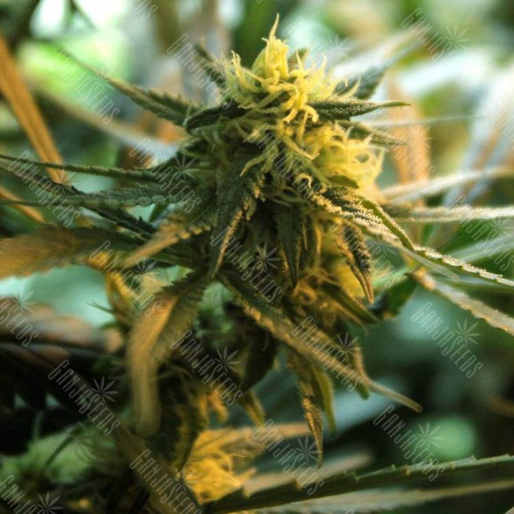 семена конопли Money Maker feminised Strain Hunters Seeds семена конопли Money Maker feminised Strain Hunters Seeds