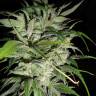 заказ семян конопли Money Maker feminised Strain Hunters Seeds заказ семян конопли Money Maker feminised Strain Hunters Seeds