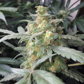 Think Fast feminised Dutch Passion Seeds