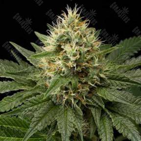 Dinachem feminised Dinafem Seeds