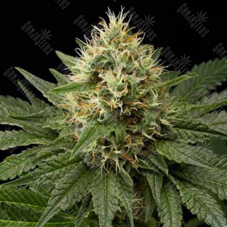Dinachem feminised Dinafem Seeds