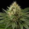 Dinachem feminised Dinafem Seeds