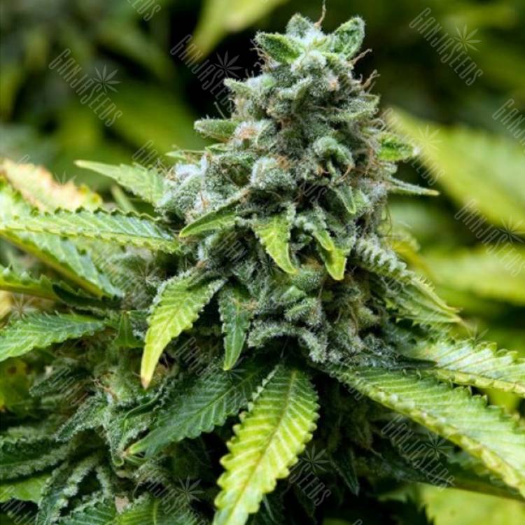 заказ семян конопли Спб Early Widow feminised Advanced Seeds