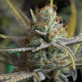 Amnesia Kush feminised Dinafem Seeds