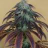 семена конопли в фирменной упаковке OG Kush regular Humboldt Seeds