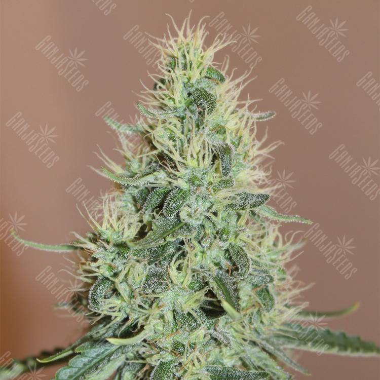 заказ семян конопли Москва Master Kush feminised Nirvana Seeds заказ семян конопли Москва Master Kush feminised Nirvana Seeds