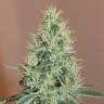 заказ семян конопли Москва Master Kush feminised Nirvana Seeds заказ семян конопли Москва Master Kush feminised Nirvana Seeds
