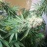 семена конопли Россия Master Kush feminised Nirvana Seeds семена конопли Россия Master Kush feminised Nirvana Seeds