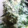 семена культурной конопли купить Master Kush feminised Nirvana Seeds семена культурной конопли купить Master Kush feminised Nirvana Seeds