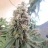 семена конопли индика Master Kush feminised Nirvana Seeds семена конопли индика Master Kush feminised Nirvana Seeds