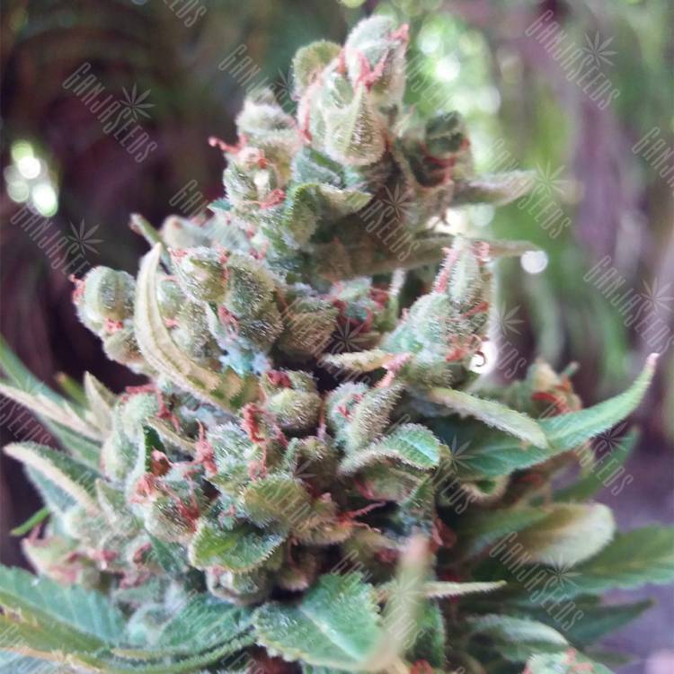 семена конопли автоцвет Auto White Yoda feminised Philosopher Seeds