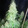 Auto Critical Orange Punch feminised Ganja Seeds