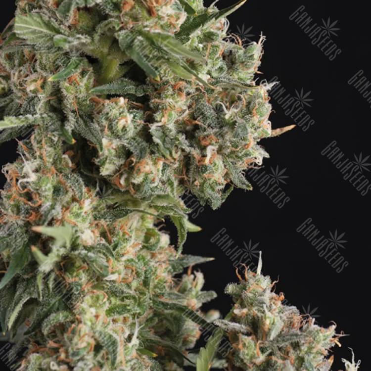 семена конопли аутдор Auto AK 74 feminised Trikoma Seeds