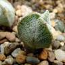 Купить семена кактуса Astrophytum myriostigma v. tricostatum cv. Bohumil Schutz