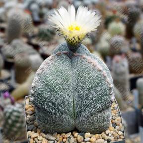 Astrophytum myriostigma v. tricostatum cv. Bohumil Schutz