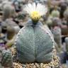 Семена кактуса Astrophytum myriostigma v. tricostatum cv. Bohumil Schutz