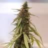 качественные семена конопли Auto New York Diesel feminised