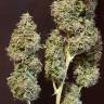 заказ семян конопли Auto New York Diesel feminised