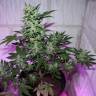 семена культурной конопли купить MI5 feminised