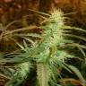 семена конопли с доставкой White Bhutanese feminised Mandala Seeds семена конопли с доставкой White Bhutanese feminised Mandala Seeds