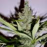 семена конопли почтой White Lemon feminised Strain Hunters Seeds семена конопли почтой White Lemon feminised Strain Hunters Seeds