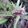 Twilight feminised Dutch Passion Seeds
