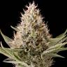 Dinamex feminised Dinafem Seeds