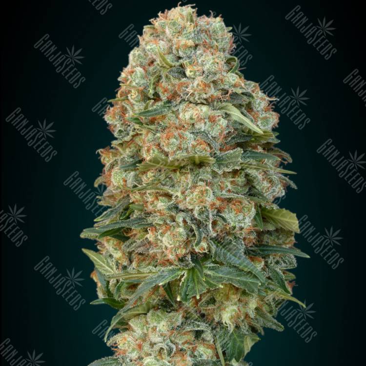 семена конопли Россия Female MIX Advanced Seeds
