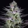 семена конопли дешево Blueberry Cookies feminised Dinafem Seeds