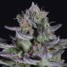 семена конопли с доставкой Blueberry Cookies feminised Dinafem Seeds