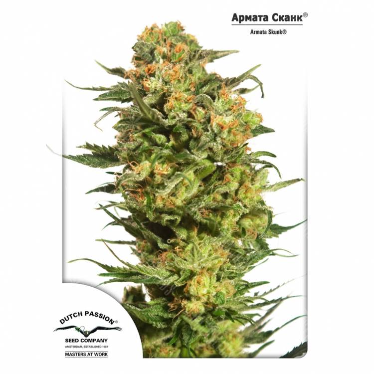 семена конопли курьером Auto Armata Skunk feminised Dutch Passion Seeds