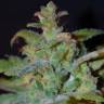 семена конопли элитных сортов Auto AK feminised Female Seeds