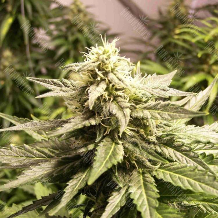семена конопли для выращивания Auto AK feminised Female Seeds