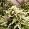 семена конопли для выращивания Auto AK feminised Female Seeds
