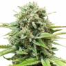семена конопли аутдор Auto AK feminised Female Seeds