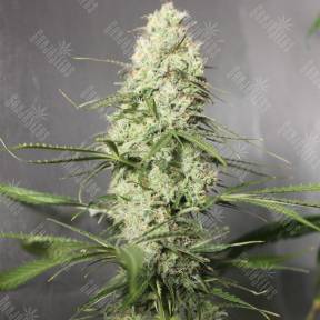 Auto Green Crack CBD feminised Ganja Seeds