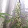 семена конопли доставка в Москве Auto Green Crack CBD feminised Ganja Seeds