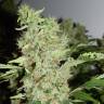 семена конопли дешево Bubble Gum feminised Serious Seeds