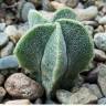 Купить семена кактуса Astrophytum myriostigma SB 262 Купить семена кактуса Astrophytum myriostigma SB 262