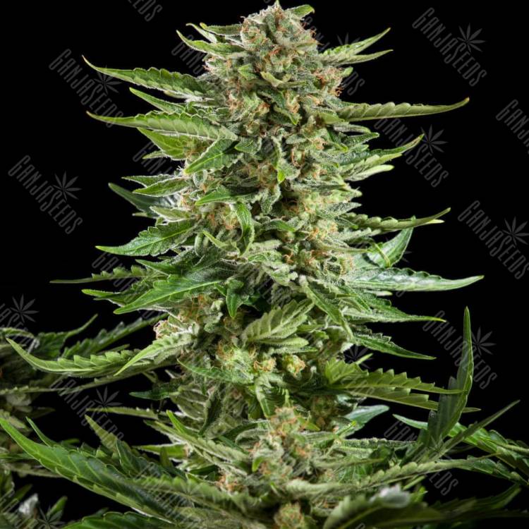 Exodus Cheese feminised Ganja Seeds