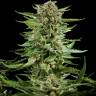 Exodus Cheese feminised Ganja Seeds