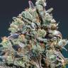 Auto Black Cream feminised Ganja Seeds