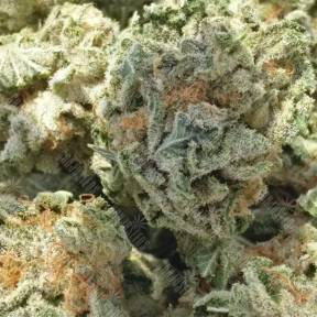 White Magic feminised Mandala Seeds