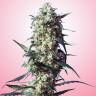 где можно заказать семена конопли White Strawberry Skunk feminised Strain Hunters Seeds