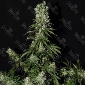 White Strawberry Skunk feminised Strain Hunters Seeds